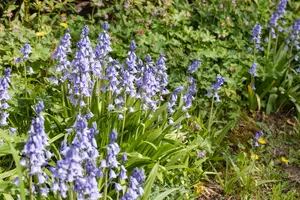 Hyacinthoides hispanica 'Excelsior' P9 - afbeelding 3