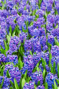 Blue Trophy - afbeelding 2