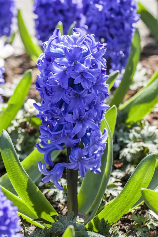 Delft Blue - afbeelding 1