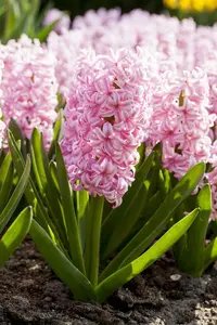 Pink Surprise - afbeelding 4