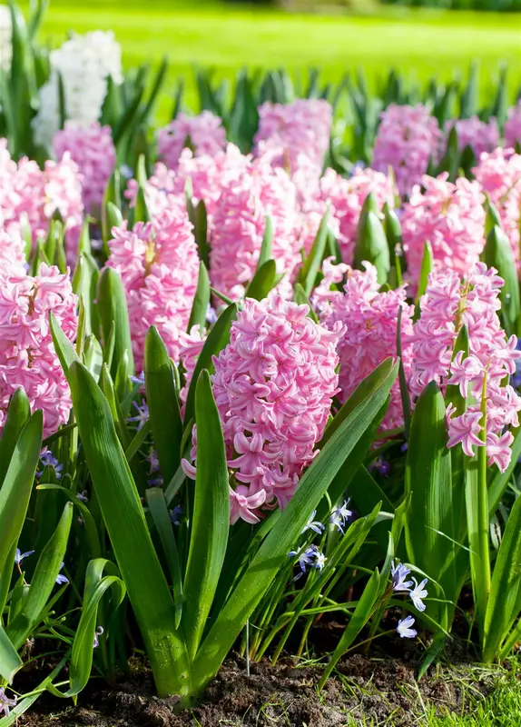 Pink Surprise - afbeelding 2