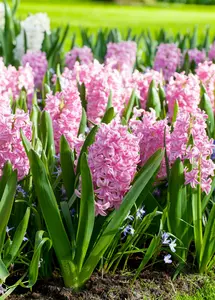 Pink Surprise - afbeelding 2
