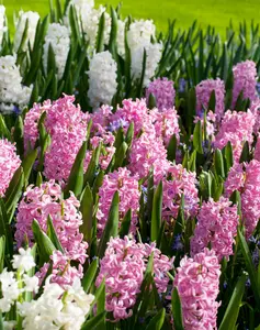 Pink Surprise - afbeelding 3