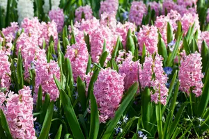 Pink Surprise - afbeelding 5