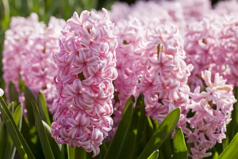Pink Surprise - afbeelding 5