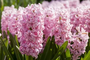 Pink Surprise - afbeelding 5