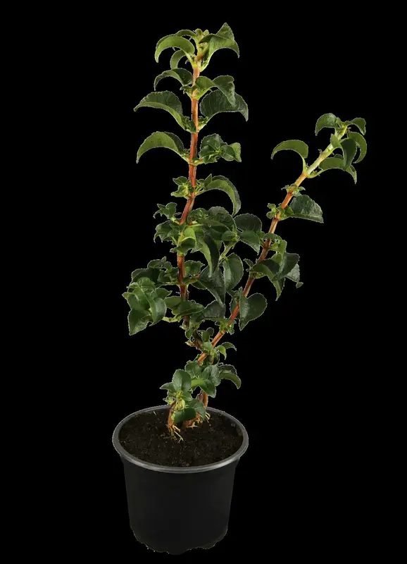 hydrangea anomala 'petiolaris' (80-100 cm) - afbeelding 1
