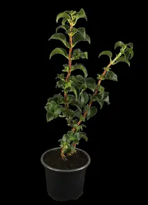 hydrangea anomala 'petiolaris' (80-100 cm) - afbeelding 5