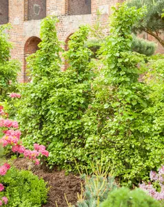 hydrangea anomala 'petiolaris' (80-100 cm) - afbeelding 5