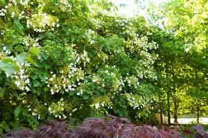 hydrangea anomala 'petiolaris' (80-100 cm) - afbeelding 3