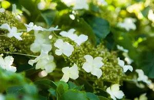hydrangea anomala 'petiolaris' (80-100 cm) - afbeelding 2