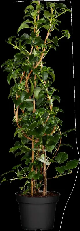hydrangea anomala 'petiolaris' (80-100 cm) - afbeelding 4