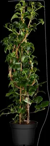 hydrangea anomala 'petiolaris' (80-100 cm) - afbeelding 4