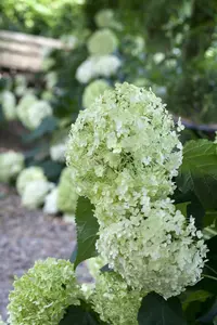 hydrangea arb. 'annabelle' (20- 30cm) - afbeelding 5