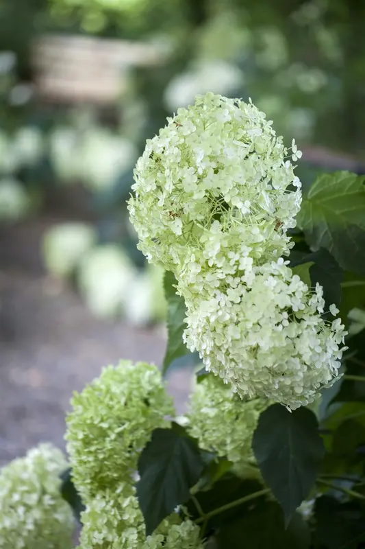 hydrangea arb. 'annabelle' (20- 30cm) - afbeelding 3