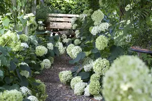 hydrangea arb. 'annabelle' (20- 30cm) - afbeelding 2