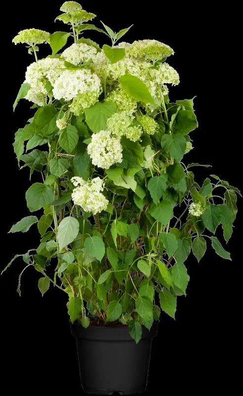 hydrangea arb. 'annabelle' (20- 30cm) - afbeelding 4