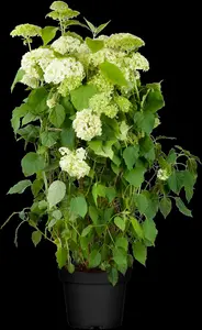 hydrangea arb. 'annabelle' (20- 30cm) - afbeelding 4