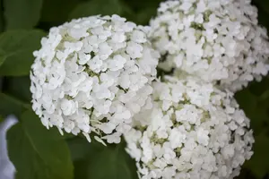 Hydrangea arb. 'Strong Annabelle'® (incrediball®) 50- 60   C7,5 - afbeelding 1