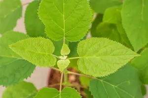 Hydrangea arb. 'Strong Annabelle'® (incrediball®) 50- 60   C7,5 - afbeelding 3