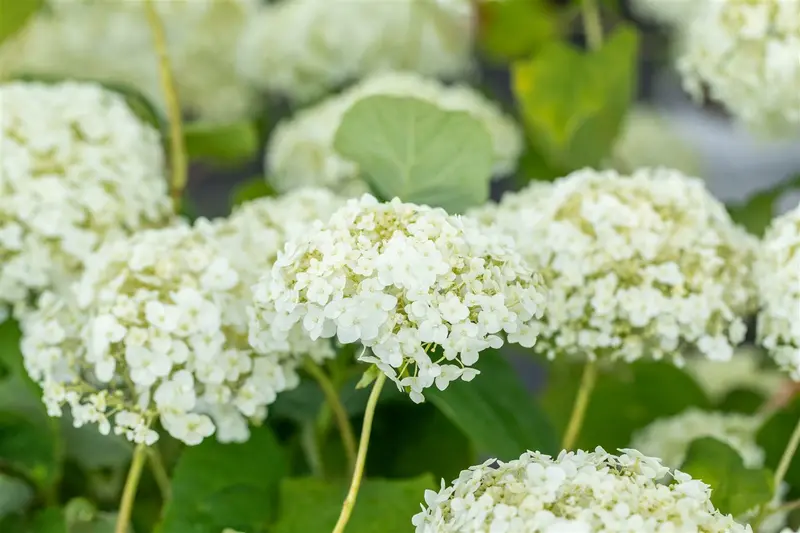 Hydrangea arb. 'Strong Annabelle'® (incrediball®) 50- 60   C7,5 - afbeelding 5