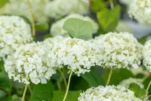 Hydrangea arb. 'Strong Annabelle'® (incrediball®) 50- 60   C7,5 - afbeelding 5