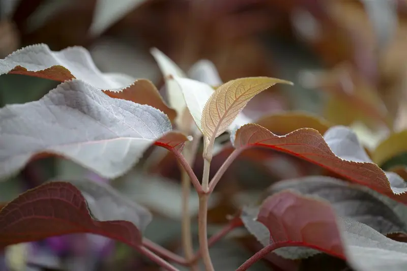 Hydrangea aspera 'Hot Chocolate'® 60- 80 C45
