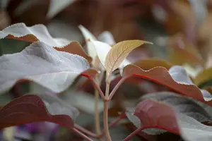 Hydrangea aspera 'Hot Chocolate'® 60- 80   C45