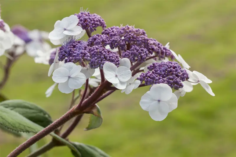 Hydrangea aspera 'Macrophylla' 125-150   C20 - afbeelding 3