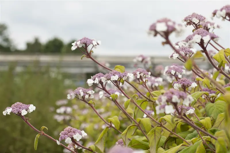 Hydrangea aspera 'Macrophylla' 125-150   C20 - afbeelding 4