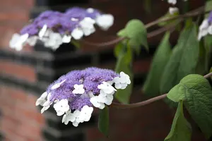 Hydrangea aspera 'Macrophylla' 125-150   C20 - afbeelding 2