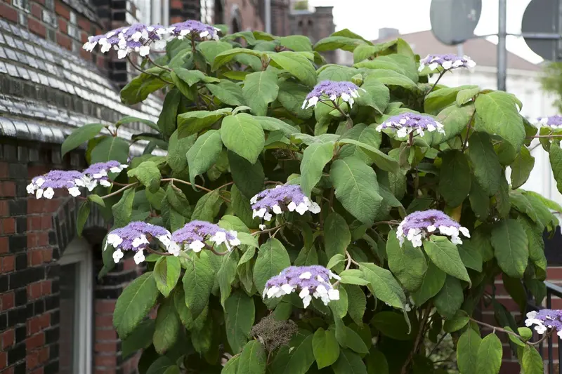 Macrophylla - afbeelding 1