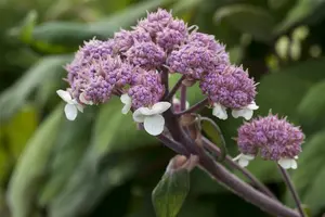Macrophylla - afbeelding 5