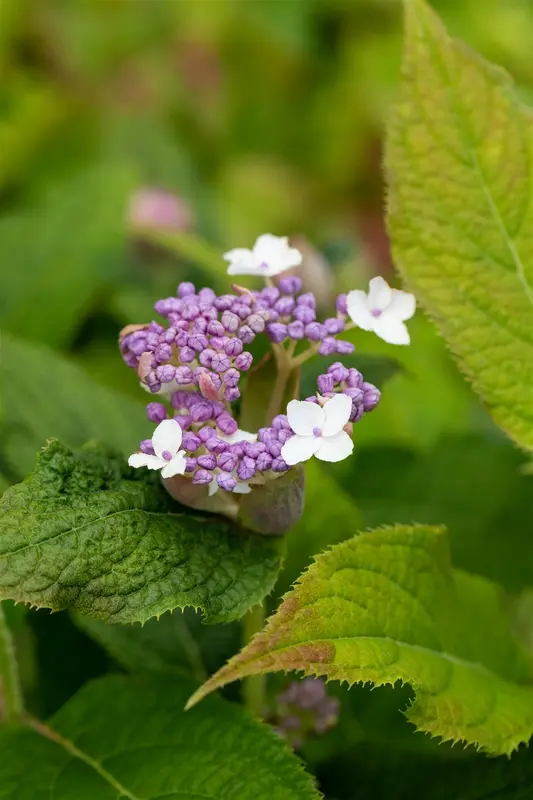 Hydrangea involucrata 25- 30 C - afbeelding 2