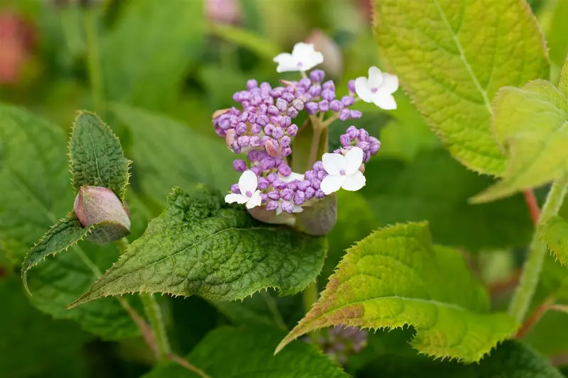 Hydrangea involucrata 25- 30 C - afbeelding 1