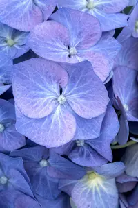 Hydrangea macr. 'Bela' 40- 60   C12 - afbeelding 1