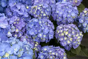 Hydrangea macr. 'Bela' 40- 60   C12 - afbeelding 2