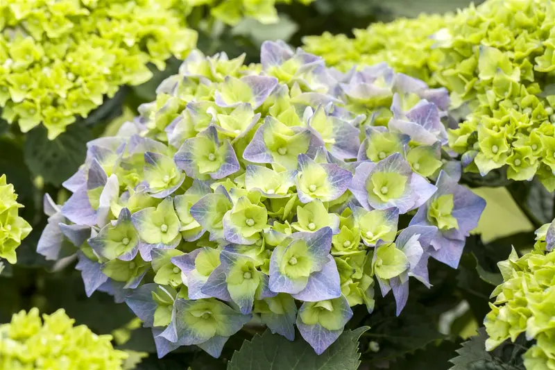 Hydrangea macr. 'Bela' 40- 60   C12 - afbeelding 3