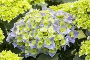 Hydrangea macr. 'Bela' 40- 60   C12 - afbeelding 3