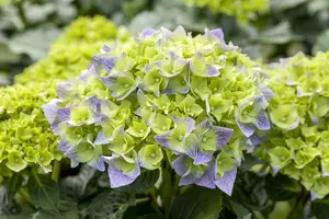 Hydrangea macr. 'Bela' 40- 60   C12 - afbeelding 4