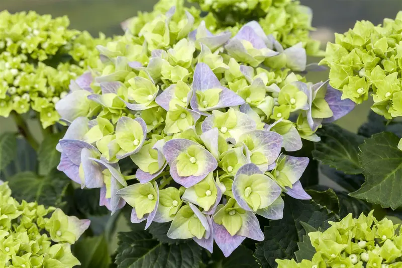 Hydrangea macr. 'Bela' 40- 60   C12 - afbeelding 5