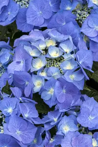 Blaumeise - afbeelding 5