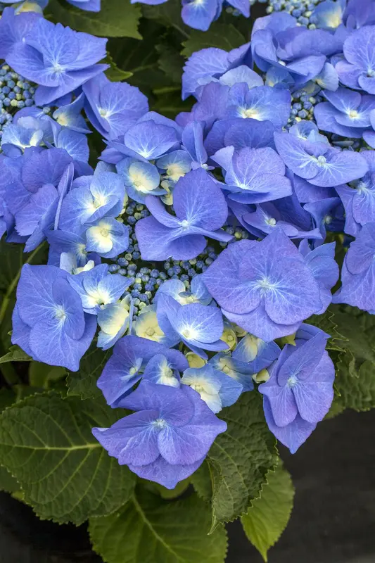 Blaumeise - afbeelding 3