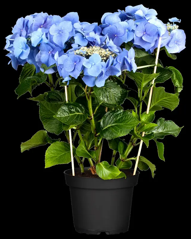 Blaumeise - afbeelding 5