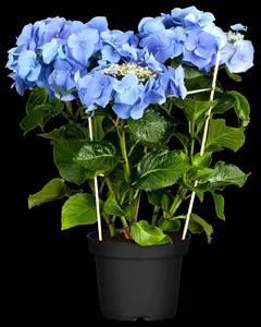 Blaumeise - afbeelding 5