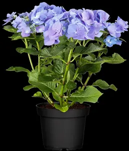 Blaumeise - afbeelding 4