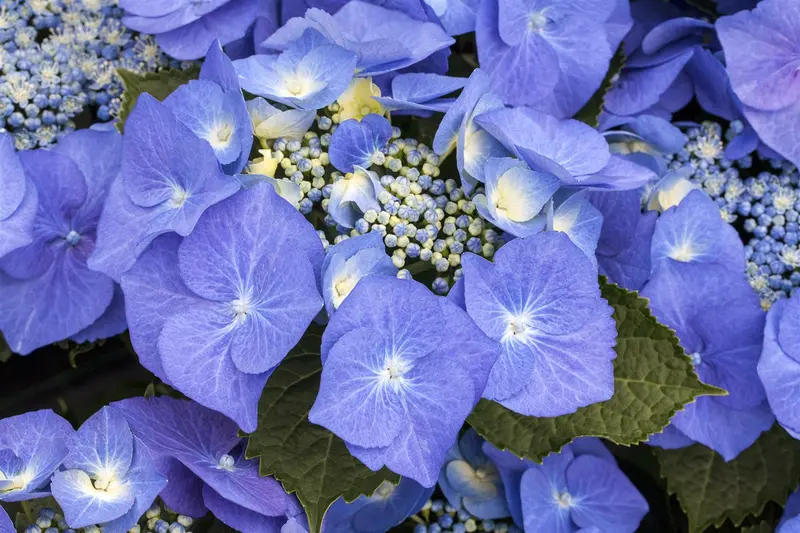 Blaumeise - afbeelding 2