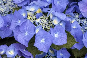 Blaumeise - afbeelding 2