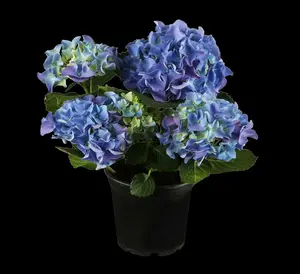 Hydrangea macr. blauw/bleu 25- 30   C - afbeelding 2