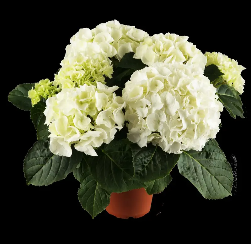 Hydrangea macr. blauw/bleu 40- 60   C10 - afbeelding 3